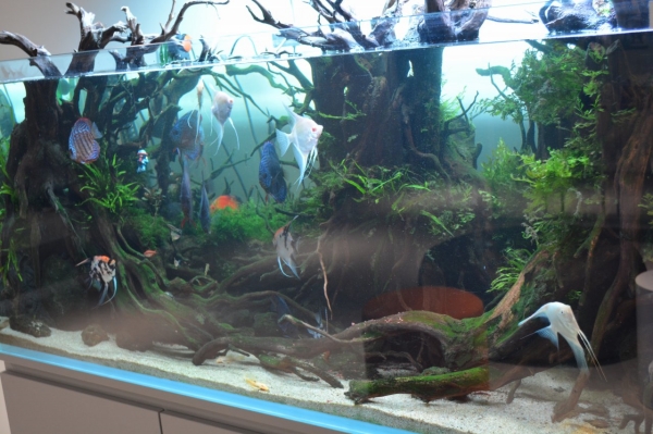 회사에 수조가 있다는 사실에 “그건 당연히 있어야지”라고 동의해 버리는 민트로켓. 수조 안에는 데이브가 있다.